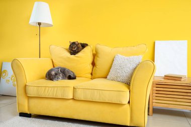 Oturma odasındaki sarı kanepede yatan sevimli kediler.