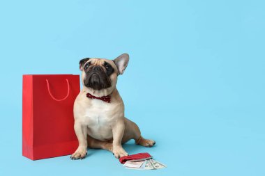 Şirin bir Fransız bulldog alışveriş çantası ve cüzdanın yanında oturuyor ve mavi arka planda parası var.