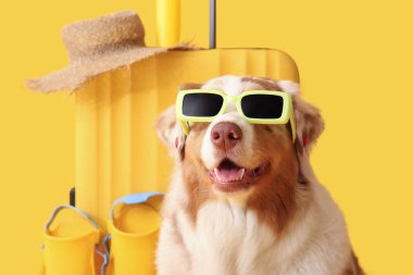Sarı arka planda bavulu olan, güneş gözlüklü şirin Avustralya çoban köpeği. Turizm konsepti