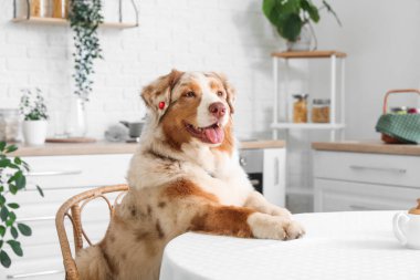 Tatlı Avustralya çoban köpeği mutfaktaki masada oturuyor.