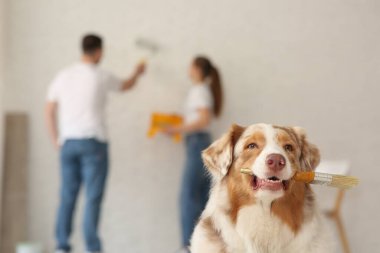 Yeni evlerinde duvarları boyayan bir çiftin önünde fırçayla gezen sevimli köpek.