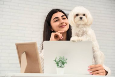 Genç bir kadın beyaz Bolonez köpeğiyle işyerinde oturuyor. Dizüstü bilgisayarı şık bir ofiste.