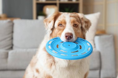 Evde frizbi oynayan sevimli Avustralyalı çoban köpeği