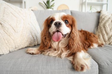Cute cavalier King Charles spaniel lying on sofa at home