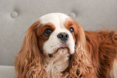 Sevimli şövalye Kral Charles Spaniel evdeki kanepede uzanıyor, yakın plan.