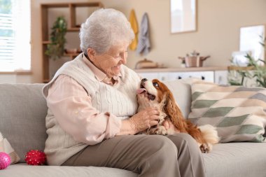 Hoş süvari Kral Charles Spaniel köpeğiyle evdeki kanepede oturan son sınıf öğrencisi kadın.