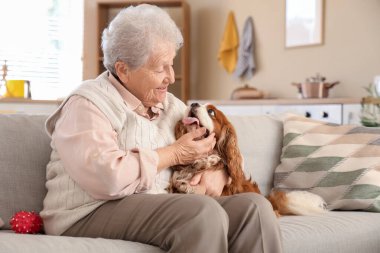 Hoş süvari Kral Charles Spaniel köpeğiyle evdeki kanepede oturan son sınıf öğrencisi kadın.