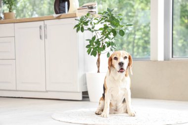 Evdeki halıda oturan sevimli av köpeği.