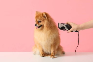 Kadın kuaför pembe arka planda sevimli Pomeranya köpeğinin tüylerini tıraş ediyor.