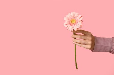Pembe arka planda güzel bir Gerbera çiçeğini tutan kadın.