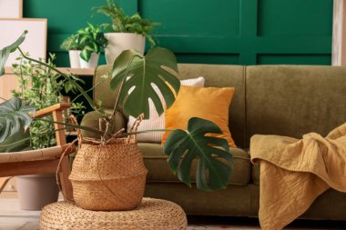 Monstera Çiçeği, oturma odasının iç tarafındaki kanepenin yanındaki puf üzerinde.