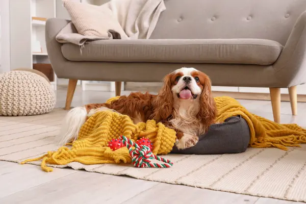 Sevimli şövalye Kral Charles spaniel evcil hayvan yatağında yatıyor.