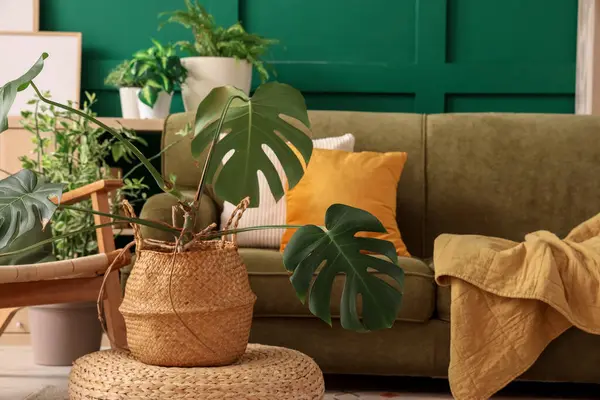 Monstera Çiçeği, oturma odasının iç tarafındaki kanepenin yanındaki puf üzerinde.