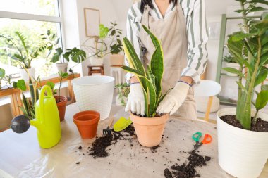 Bahçeyle ilgili aletleri olan genç bir kadın evde çiçeklerle ilgileniyor.