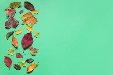 Yeşil arkaplanda farklı dökülen yapraklarla kompozisyon