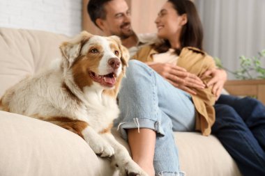 Şirin Avustralyalı çoban köpeği ve genç bir çift evdeki kanepede yatıyor, yakın plan.