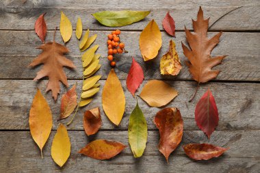 Farklı yaprakları olan kompozisyon ve ahşap arka planda yaban mersini.