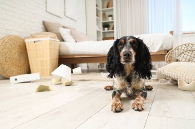 Yaramaz cocker spaniel kırık şeylerle dağınık bir yatak odasında yerde yatıyor.