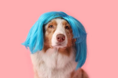 Pembe arka planda mavi peruklu şirin Avustralya çoban köpeği. Nisan 1 Kutlaması
