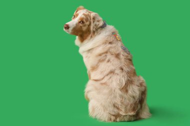 Yeşil arka planda kağıt balıklı şirin Avustralya çoban köpeği. Nisan 1 Kutlaması