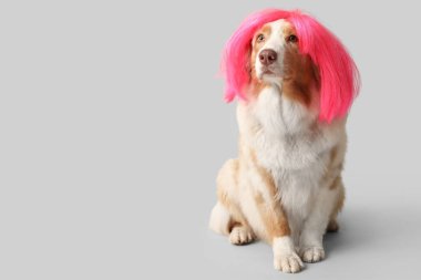 Gri arka planda pembe peruklu şirin Avustralya çoban köpeği. Nisan 1 Kutlaması