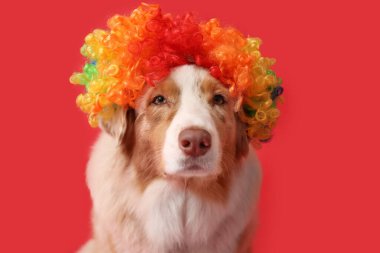 Kırmızı arka planda palyaço peruğu takmış şirin Avustralya çoban köpeği. Nisan 1 Kutlaması