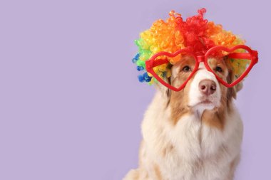 Palyaço peruğu takmış şirin Avustralyalı çoban köpeği ve leylak arka planda kalp şeklinde gözlük. Nisan 1 Kutlaması
