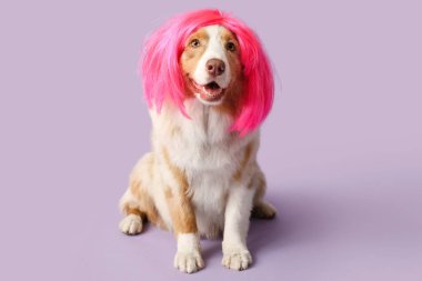 Leylak arka planında pembe peruklu şirin Avustralya çoban köpeği. Nisan 1 Kutlaması