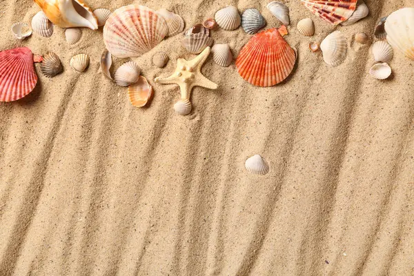 Farklı deniz kabukları ve deniz yıldızları.