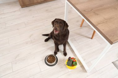 Tatlı Labrador köpeği. Mutfakta kuru hayvan maması ve sebzeleri var.