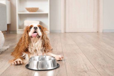 Şirin süvari Kral Charles spaniel 'in evinde yerde yemek kasesi var.