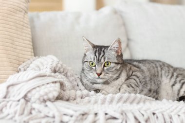 Gri çizgili kedi kanepede yatıyor.