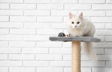 Beyaz tuğla duvarın yanındaki kazıma kazığında oyuncak fareli şirin kedi.