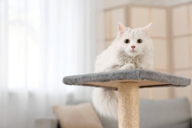 Evdeki tırmalama direğine uzanmış şirin beyaz kedi, yakın plan.