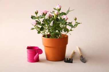 Tencerede güzel pembe bir gül ve beyaz arka planda bahçe malzemeleri.