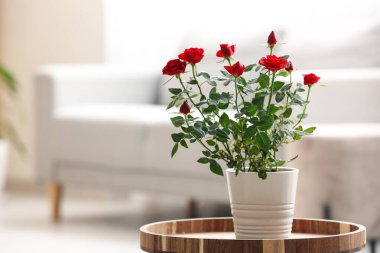 Oturma odasındaki sehpanın üstünde duran güzel kırmızı gül. Yakın çekim.