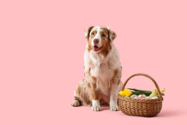 Pembe arka planda Paskalya sepeti olan şirin Avustralya çoban köpeği.