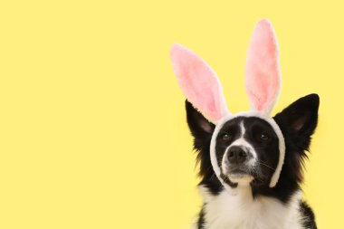 Sarı arka planda tavşan kulaklı Border Collie köpeği. Paskalya kutlaması