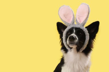Sarı arka planda tavşan kulaklı Border Collie köpeği. Paskalya kutlaması