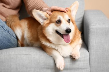 Şirin Corgi köpeği evinde sahibiyle kanepede oturuyor, yakın plan.