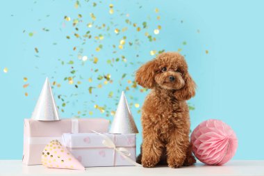 Hediye kutuları, parti şapkaları ve mavi arka planda konfetileri olan sevimli oyuncak kaniş köpeği.