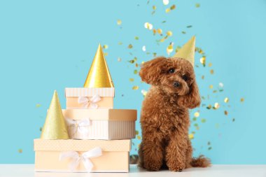 Parti şapkalı sevimli kaniş köpeği hediye kutuları ve mavi arka planda konfeti.