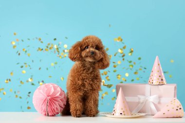 Parti şapkası, hediye kutusu ve mavi arka planda konfeti olan sevimli oyuncak kaniş köpeği.