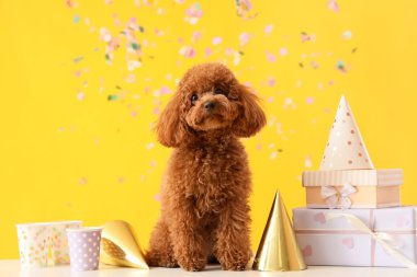 Parti şapkaları, hediye kutuları, kağıt bardaklar ve sarı arka planda konfetileri olan sevimli oyuncak kaniş köpeği.