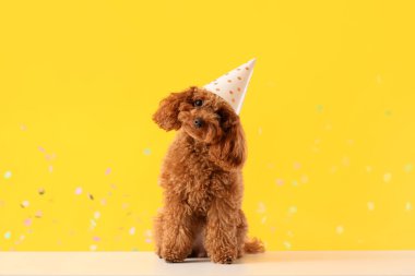 Parti şapkalı sevimli kaniş köpeği ve sarı arka planda konfeti.