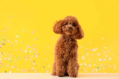 Şirin oyuncak köpek ve konfeti sarı arka planda oturuyor.