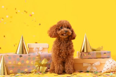 Parti şapkaları, hediye kutuları ve sarı arka planda konfetileri olan sevimli oyuncak kaniş köpeği.