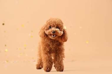 Şirin oyuncak köpek ve kahverengi arka planda konfeti.