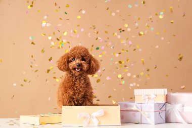 Hediye kutuları ve kahverengi arka planda konfetisi olan sevimli oyuncak kaniş köpeği.