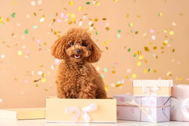 Hediye kutuları ve kahverengi arka planda konfetisi olan sevimli oyuncak kaniş köpeği.